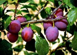 Prunus domestica Cacanska rana / Cacanska rana szilva